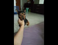 black dog moves owners hand so it can keep getting pet 