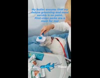 Collab PLC - White cat being pampered in first class 