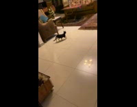 Man jump scared cat runs under chair