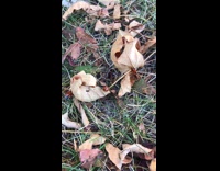 Lady bugs crawling on dried leaves 