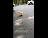 Collab Clips MPUGC - Dog runs woman gun noises