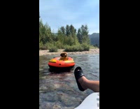 Dog riding in river tube