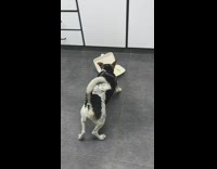 Small black white dog jumps at open takeout box 