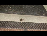 Large brown spider with babies flash mat