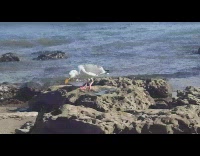 White seagull eats fish on beach rock