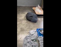 Dog stuck inside of bed crawled in through hole