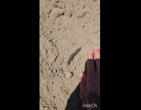 Guy compare hand with caterpillar and insect