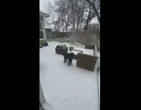 Black dog eat snowflakes at backyard couch