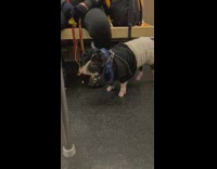 Pet Piglet Stands Still inside Subway Train