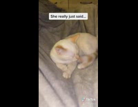 White cat blanket does not want to wake up 