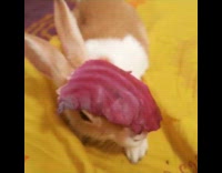 meat on white rabbits face