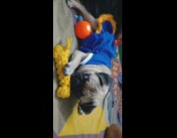 Pug dog blue dress plays yellow toy