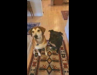 Brown and black dog are best friends