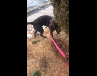 Dog sharts after eating chocolates 