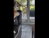 Two dogs sleeping wake up when they see squirrel