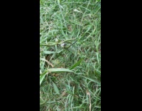 Green dragonfly eat moth on a plant