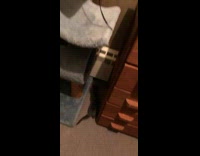 Kitten falls off cat tree while playing