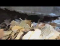 Black cat eats food under concrete platform