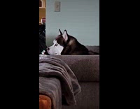 Husky sitting stares down and ignore owner