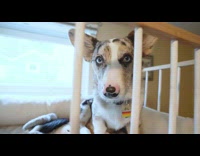 Guy builds custom loft bed corgi dog