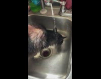 Water hit head cat drink from sink