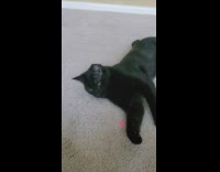 Pet black cat looks at the laser but attacks owner