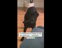 Dog steals stuff around the house for attention 