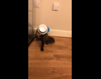 Yogurt bowl stuck on face of cat