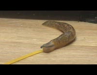 Slug on wooden board eat uncooked pasta