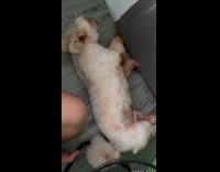 Collab PubityPets - Dog sleep on the floor wag tail