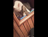 White cat lays on grooms grey cat