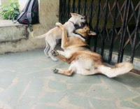 Big dog and small dog play 