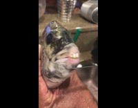 Fish held in kitchen with teeth with knife on it