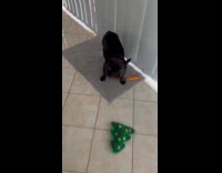 Filmer approached its dog that continuously barks