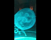 Blue Jellyfish Floats in Fish Tank Water