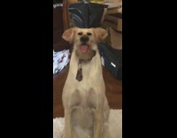 brown dog face filter