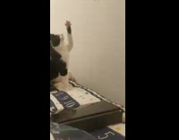 Cat plays and falls from the bed 