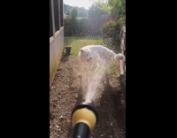 White Dog On Grass Dancing in Mist of Yellow Sprinkler