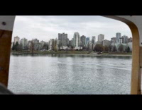 Pod of whales swims around False Creek