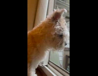 Dogg sees groundhog and get excited