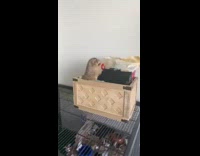 Prairie dog escapes from crate eats treats