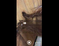 Guy takes panorama photo of brown dog