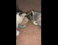Jealous kitten bite off piece of carpet