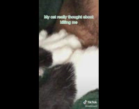 Collab BitchMP - Cat claws guy neck