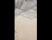 Colony of ants moves inside sugar container