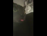 Collab DailyDoseOfInternet - Pet cat eyes open tongue stick out closeup
