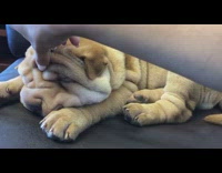Girl lifts fat wrinkles dog sleeps snores 