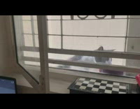 Pet cat reaches and jumps for the cat food