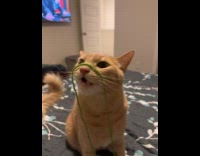 Owner puts yarn on cat keep chewing