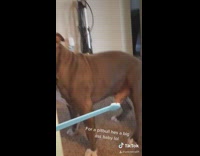 Dog scared to brush teeth runs away